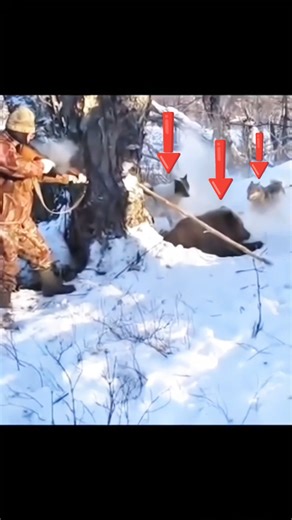 Alaska’s Wildest Hunt – Dogs Take on a Grizzly!#GrizzlyBear #BearHunting #DogsVsBear