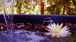 ZenLIFE Spa: Scenes from a Zen Spa