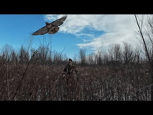 This Hawk Strikes Like an ABSOLUTE HAMMER! (Ohio Dirt Hawking for Rabbits and Squirrels)