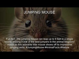 Jumping mouse Fact