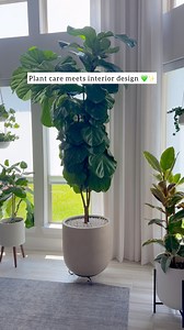 13K views · 153 reactions |  Shop Plant Candii via my Linktree in...