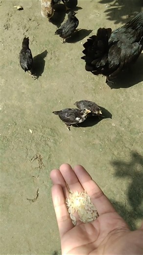 What Did The Chicken Eat 🤔 #shorts #reverse