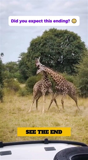 Giraffe Neck Fight - Brutal Wildlife Moment! #animals #wildlife #elephant #animalfight