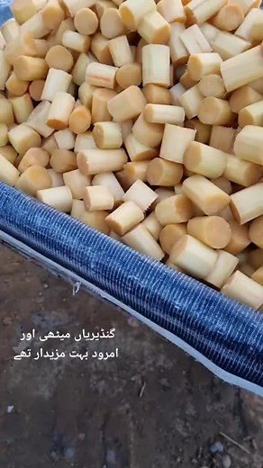 m khatoon (@m_khatoon)’s videos with original sound - m khatoon