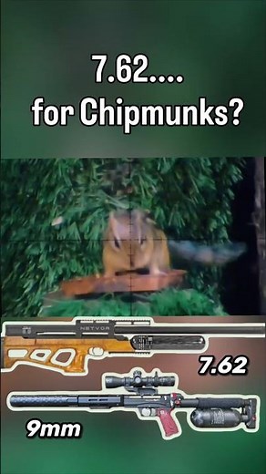 is 7.62 the most humane choice for chipmunks? (part 4)