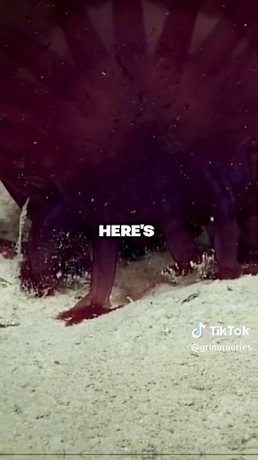 GrimQueries on TikTok