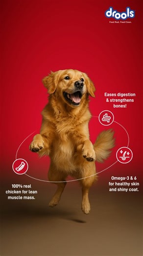 Every kibble counts. Made with real chicken and eggs, Drools Adult Food builds lean muscle, supports digestion, and keeps skin & coats glowing. Because adult dogs deserve complete care, every day. 🐕 (Drools pet food, Drools dog food, Drools cat food, No fillers, No by-products, No fillers pet food, Drools international, Drools pet nutrition, Healthy pet, Balanced nutrition) #FeedRealFeedClean #NoByProducts #NoFillers #DroolsPetFood #Drools #PetFood #DroolsForPets #DroolsHealthyChoice #DroolsNut