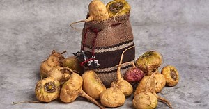 5 benefícios da maca peruana e como usá-la