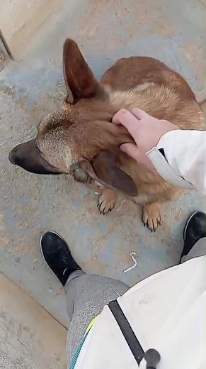chien berger belge malinois à l'adoption découvrez ALIKAM