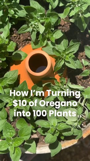 Nicole Johnsey Burke on Instagram: "FREE plants are the best kind of plants Comment HERBS to get the Herb Garden Course for FREE this week And learn how to grow your own herb garden with my full course on building a herb garden, understanding all the herb plants and then planting up the herb garden to maximize your space and production. This course is usually $47 but it’s FREE this week. Comment HERBS to get yours and you’ll be making your own free plants in no time."