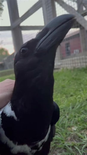 Emerson the Silly Raven - Funny Talking Bird Videos
