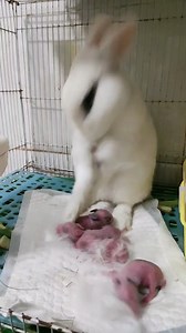 206K views · 4.3K reactions | #fyp #deer #animals #usa #heartwarming #Love #cute #pet | Loveanimals69 | Facebook