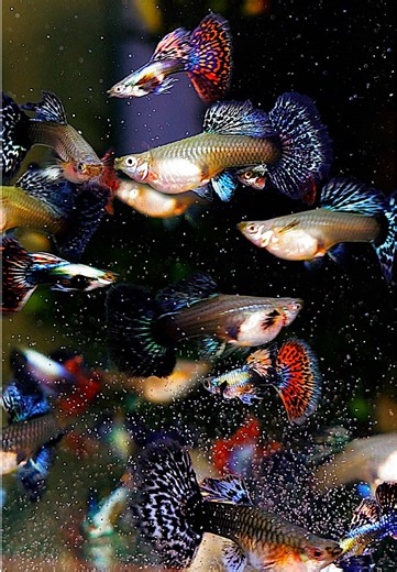 Caring for Guppies: Tips for Healthy Aquarium Life