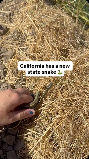 Lundberg Family Farms on Instagram: "California has a new state snake—the giant garter snake! 🐍 These rare, non-venomous snakes thrive in the rice fields and irrigation canals of the Sacramento Valley, using them for food, shelter, and space to raise their young. We’re proud to see how thoughtfully managed fields can provide healthy habitat for native species like this—proof that when we care for the land, it gives back. 💚"