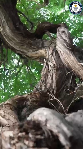Oldest wild living vine 🍇 416 years old - The People's Government of Zogang County, in Chamdo, China 🇨🇳 The grapevine is approximately 8 meters (26 ft 2.961 in) tall, with a girth at ground level of 209 centimeters, a girth at breast height of 160 centimeters (6 ft 10.28 in), and a diameter at breast height of 67 centimeters (26.38 in) #ad | Guinness World Records
