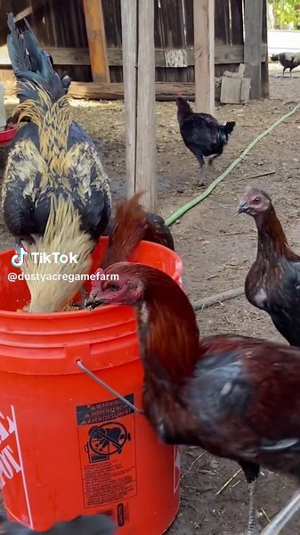 Gamefowl Breeding Techniques for Successful Hatchery