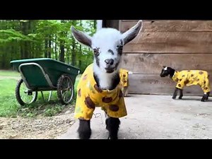 Baby Goats Have 'Pajama Party'