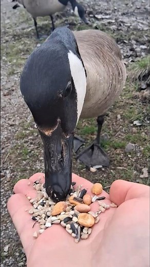 Canada Goose Handfeeding. #Goose #Birds #Nature #Shorts #Funny #wildlife #photography #ytshorts #yt.