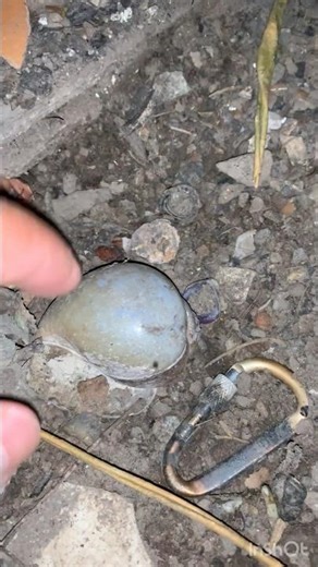 Snail Transform #subscribe #nature #highlights #snail #viralvideo #youtubeshorts