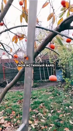 @loriko 666 ❤️ #медятина #паханчик #Лариса #Тоха #рекомендации