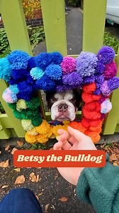 219K views · 12K reactions | "She liked watching the park so we built her a new fence". Meet Betsy, the rescue bulldog who is always on neighbour hood watch patrol 來 | My Best Friend | Facebook