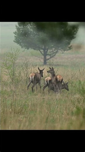 Slovakia nature