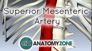 Superior Mesenteric Artery - 3D Models, Video Tutorials & Notes | AnatomyZone