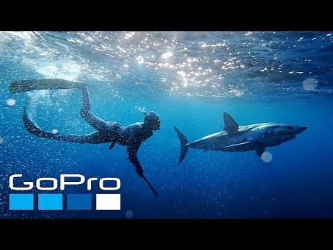 GoPro: Nose to Nose with Sharks | Shark Week 2022