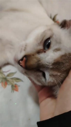 kucing mari beraya, ehek raya ke berapa eh?