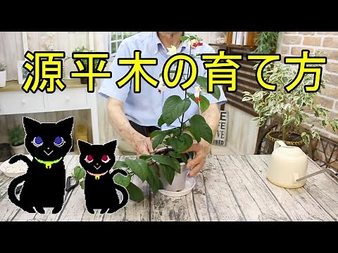 源平木の育て方