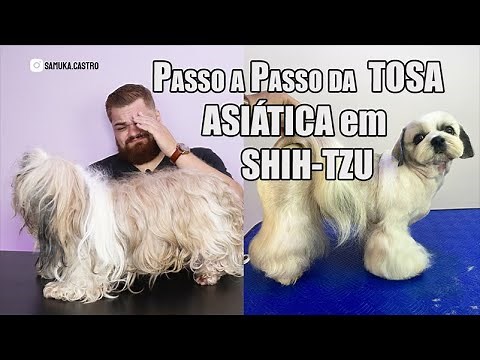 Step-by-Step Guide to Asian Grooming for Shih Tzus - Samuel Castro