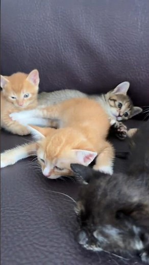 Tiny Kittens Sleeping Peacefully While Waiting for Their Mom 😻💤