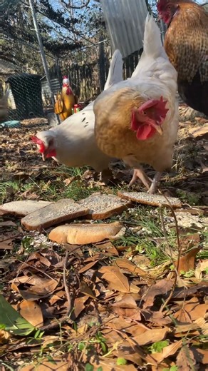 #chickens #freerangechickens #chickenshop #freerangeeggs #freerangefarming #roosterfarm 