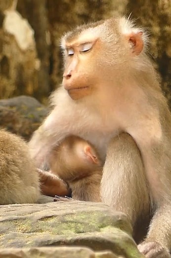 17K views · 33 reactions | Cute Monkey #reel #animal | 45hu | Facebook