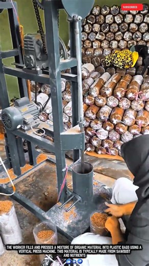 Mushroom Growing Media Packed Using Press Machine