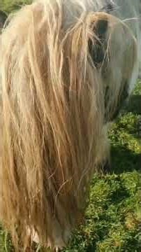 Horses #gypsyvanner #brushing #mane #body #horsetail #sleet
