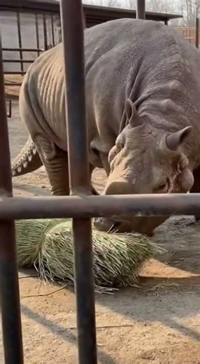 Can you find out what this new creature is? #experiment #animals #creatures #wildlife