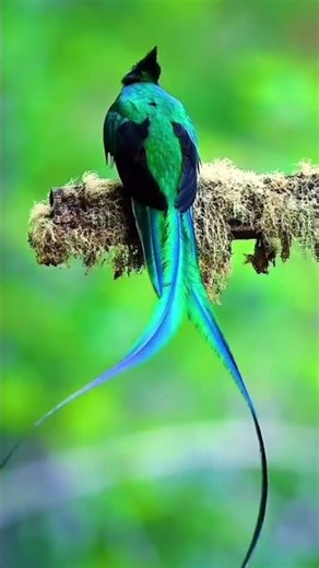 the beautiful bird in the world and dance