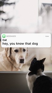 2.1M views · 9.4K reactions | The lazy cat is at it again.  | TXT Stories | Facebook