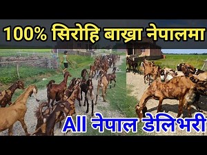 नेपालमै छ यति ठुलो सीरोहि बाख्रा फार्म जहाँ सय भन्दा धेरै बाख्रा पालन गरियको छ