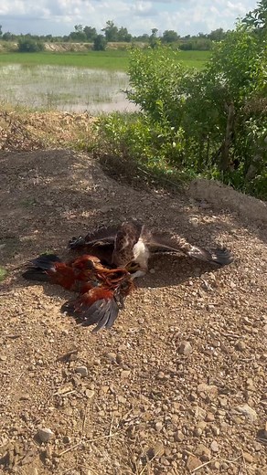 278K views · 1.1K reactions | falconer attacks bird  #falconry #falcon #hawk #bird #raptor #wildlife #nature #conservation #education #training #hunting #sport #hobby #passion #love #respect #wildfalconry #birdofprey #freedom #soaring #freedomofflight #birdattack #birdattacks #birdonattack | Anime | Facebook