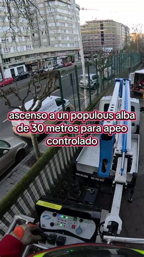 Primer paso para el apeo de un populus alba de 30 metros bastante encajonado #leboran_jardineria #podasenaltura #tala #taladearboles