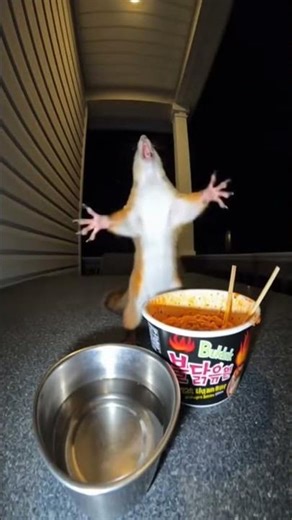 #cctv #funny #animalhumor #cctvcamera #animals #animaljoke #cute #funnyanimal #cuteanimal #cat