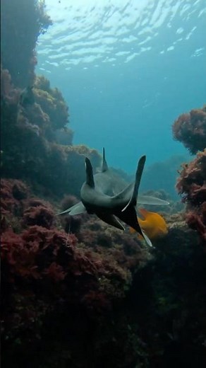 Swimming with a Horn Shark in the Reef 🦈