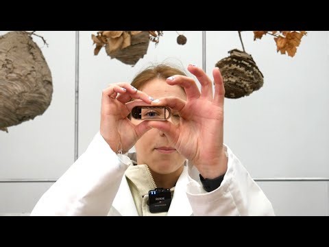 Unique Features = More Spiders Caught - RESCUE! Spider Traps