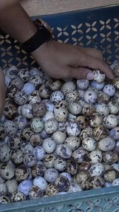 Itlog Pugo Harvesting, Pag aalaga ng Pugo Watch the Full Episode: https://www.youtube.com/watch?v=Jf_2ALnXwtU #agriculture #AgreeSaAgri #ItlogPugo #Reels | Agree sa Agri
