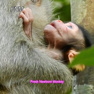Ever small newborn baby in the troop, This baby is a smallest after Rainbow, Fresh Newborn Monkey 3217 | Fresh Newborn Monkey