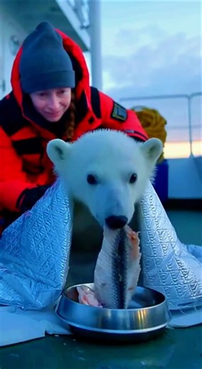 Starving Polar Bear Cub Rescued and Given Its First Meal 😭 #ai #love #fyp #animals #viral