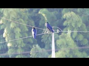 HTRLASER カラス対策の人気方法 カラス撃退レーザーポインターで追い払う 安全で迅速なカラス除け方法 200mw緑色のレーザーが最適です