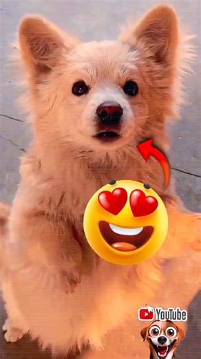 🎬 Try Not To Laugh Cute Puppies, Funny Cats & Dog Grooming Fails #youtubeshorts #funnyanimals